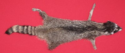Picture of this lot Tanned Raccoon Hides, Pelts, Skins