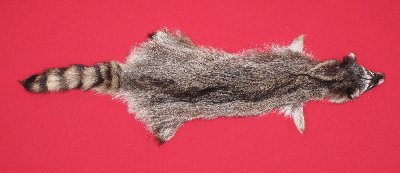 Picture of this lot Tanned Raccoon Hides, Pelts, Skins