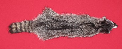 Picture of this lot Tanned Raccoon Hides, Pelts, Skins