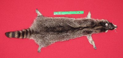 Picture of this lot Tanned Raccoon Hides, Pelts, Skins