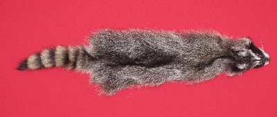 Picture of this lot Tanned Raccoon Hides, Pelts, Skins