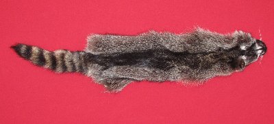 Picture of this lot Tanned Raccoon Hides, Pelts, Skins