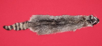 Picture of this lot Tanned Raccoon Hides, Pelts, Skins