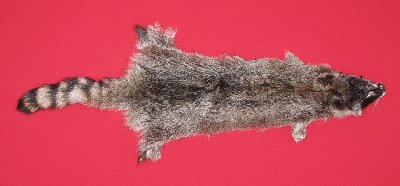 Picture of this lot Tanned Raccoon Hides, Pelts, Skins