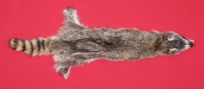 Picture of this lot Tanned Raccoon Hides, Pelts, Skins