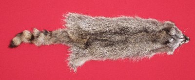 Picture of this lot Tanned Raccoon Hides, Pelts, Skins