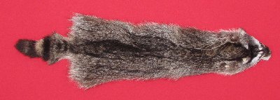 Picture of this lot Tanned Raccoon Hides, Pelts, Skins