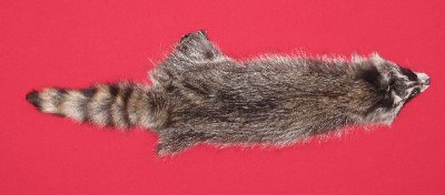 Picture of this lot Tanned Raccoon Hides, Pelts, Skins