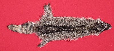 Picture of this lot Tanned Raccoon Hides, Pelts, Skins