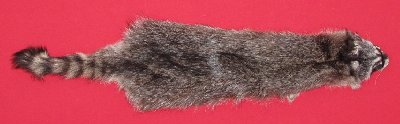 Picture of this lot Tanned Raccoon Hides, Pelts, Skins