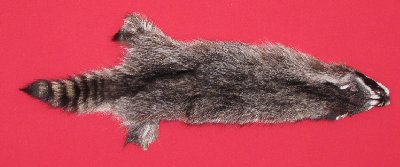 Picture of this lot Tanned Raccoon Hides, Pelts, Skins