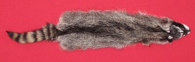 Picture of this lot Tanned Raccoon Hides, Pelts, Skins