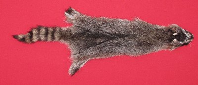 Picture of this lot Tanned Raccoon Hides, Pelts, Skins