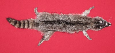 Picture of this lot Tanned Raccoon Hides, Pelts, Skins