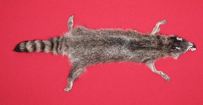 Picture of this lot Tanned Raccoon Hides, Pelts, Skins