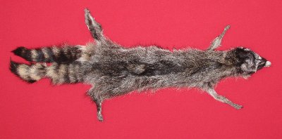 Picture of this lot Tanned Raccoon Hides, Pelts, Skins