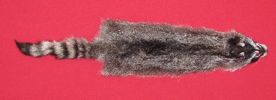 Picture of this lot Tanned Raccoon Hides, Pelts, Skins