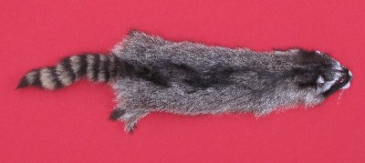 Picture of this lot Tanned Raccoon Hides, Pelts, Skins