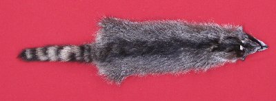Picture of this lot Tanned Raccoon Hides, Pelts, Skins
