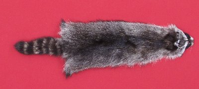 Picture of this lot Tanned Raccoon Hides, Pelts, Skins