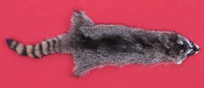Picture of this lot Tanned Raccoon Hides, Pelts, Skins