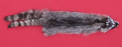 Picture of this lot Tanned Raccoon Hides, Pelts, Skins