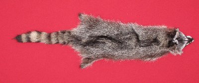 Picture of this lot Tanned Raccoon Hides, Pelts, Skins