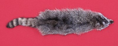Picture of this lot Tanned Raccoon Hides, Pelts, Skins