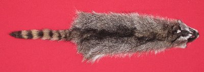 Picture of this lot Tanned Raccoon Hides, Pelts, Skins