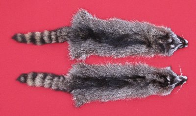 Picture of this lot Tanned Raccoon Hides, Pelts, Skins
