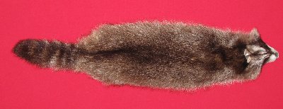 Picture of this lot Tanned Raccoon Hides, Pelts, Skins