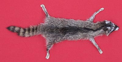 Picture of this lot Tanned Raccoon Hides, Pelts, Skins