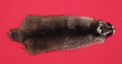 Picture of this lot Tanned Raccoon Hides, Pelts, Skins