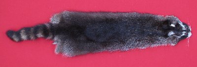 Picture of this lot Tanned Raccoon Hides, Pelts, Skins