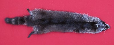 Picture of this lot Tanned Raccoon Hides, Pelts, Skins