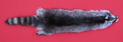 Picture of this lot Tanned Raccoon Hides, Pelts, Skins