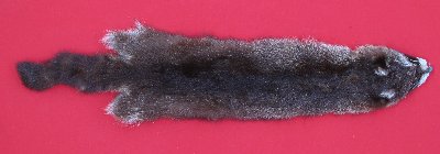 Picture of this lot Tanned Raccoon Hides, Pelts, Skins