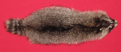 Picture of this lot Tanned Raccoon Hides, Pelts, Skins