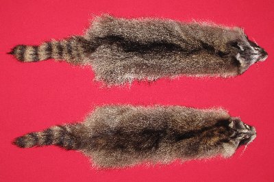 Picture of this lot Tanned Raccoon Hides, Pelts, Skins