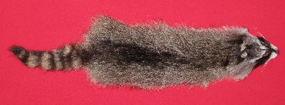 Picture of this lot Tanned Raccoon Hides, Pelts, Skins