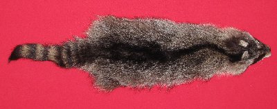 Picture of this lot Tanned Raccoon Hides, Pelts, Skins