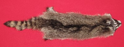 Picture of this lot Tanned Raccoon Hides, Pelts, Skins