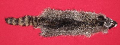 Picture of this lot Tanned Raccoon Hides, Pelts, Skins