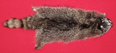 Picture of this lot Tanned Raccoon Hides, Pelts, Skins