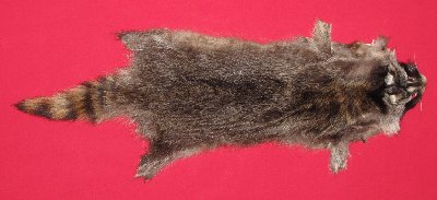 Picture of this lot Tanned Raccoon Hides, Pelts, Skins