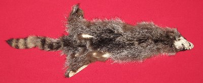 Picture of this lot Tanned Raccoon Hides, Pelts, Skins