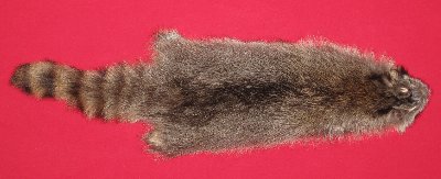 Picture of this lot Tanned Raccoon Hides, Pelts, Skins