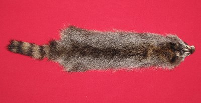 Picture of this lot Tanned Raccoon Hides, Pelts, Skins