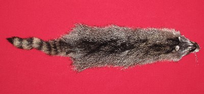Picture of this lot Tanned Raccoon Hides, Pelts, Skins