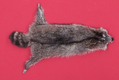 Picture of this lot Tanned Raccoon Hides, Pelts, Skins
